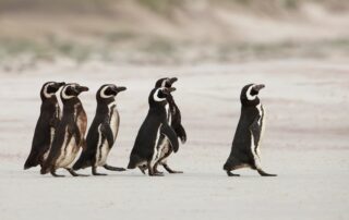 penguins following leader penguin